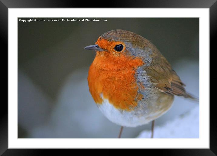  Winter Robin Framed Mounted Print by Emily Endean