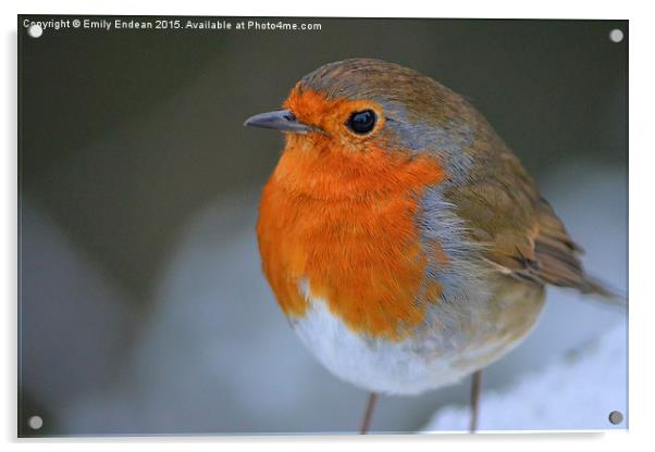  Winter Robin Acrylic by Emily Endean