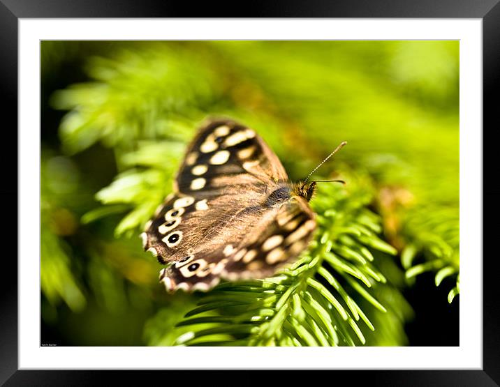 Meadow brown butterfly Framed Mounted Print by Kevin Baxter