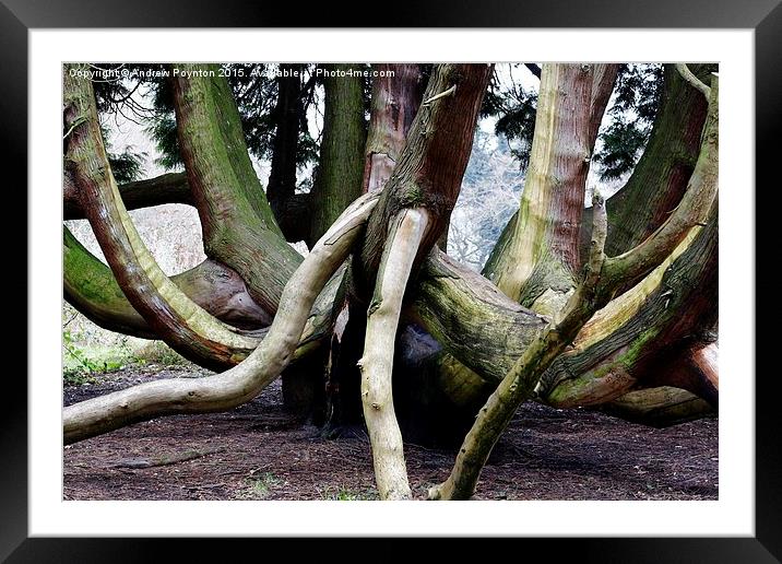  crazy tree Framed Mounted Print by Andrew Poynton