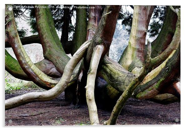  crazy tree Acrylic by Andrew Poynton