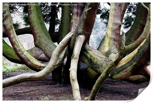  crazy tree Print by Andrew Poynton