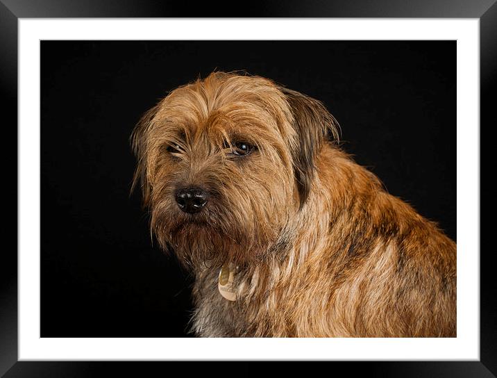 Border Terrier Framed Mounted Print by Tanya Hall