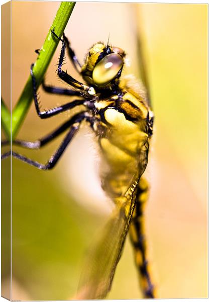 Dragonfly Canvas Print by Kevin Baxter