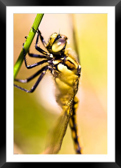 Dragonfly Framed Mounted Print by Kevin Baxter