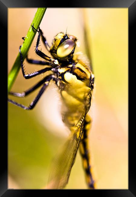 Dragonfly Framed Print by Kevin Baxter
