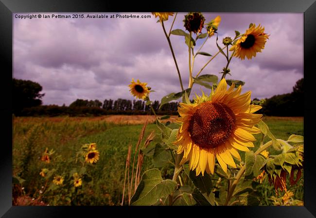  Sunflower Fields Framed Print by Ian Pettman