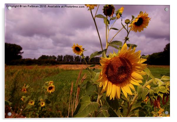  Sunflower Fields Acrylic by Ian Pettman