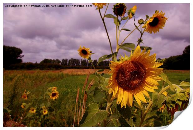  Sunflower Fields Print by Ian Pettman