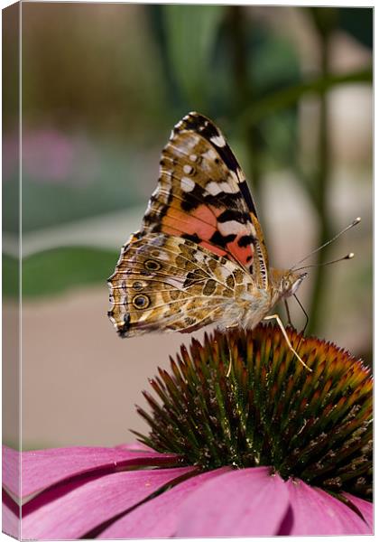 Painted lady butterfly Canvas Print by Kevin Baxter