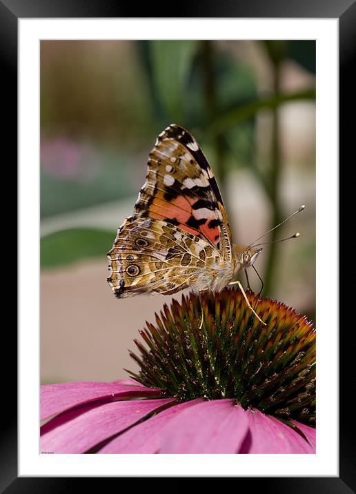 Painted lady butterfly Framed Mounted Print by Kevin Baxter