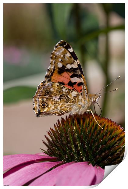 Painted lady butterfly Print by Kevin Baxter