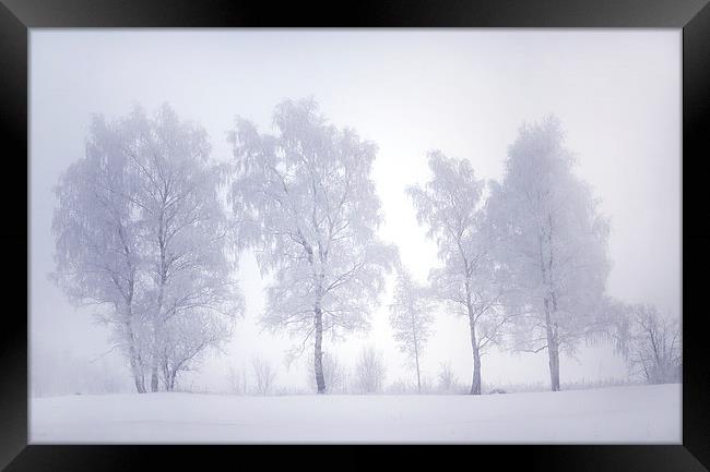  Ghostly Trees in the Winter Mist Framed Print by Jenny Rainbow