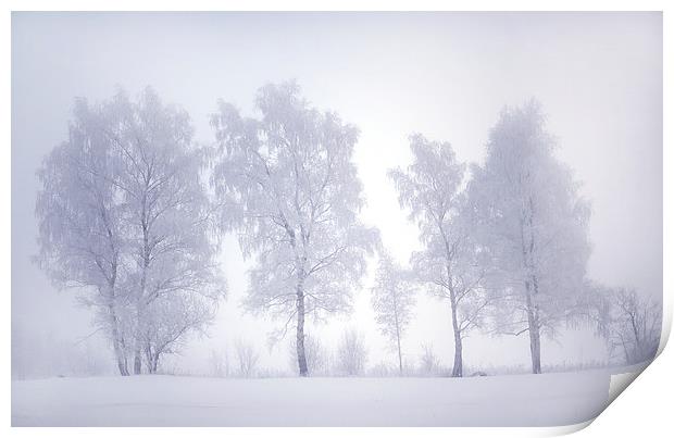  Ghostly Trees in the Winter Mist Print by Jenny Rainbow