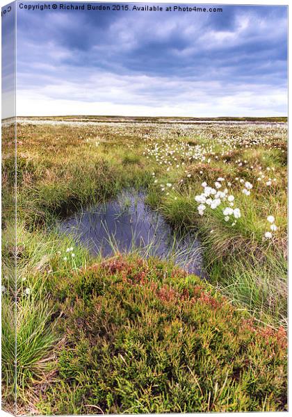  Cotton Grass On Danby Moor Canvas Print by Richard Burdon