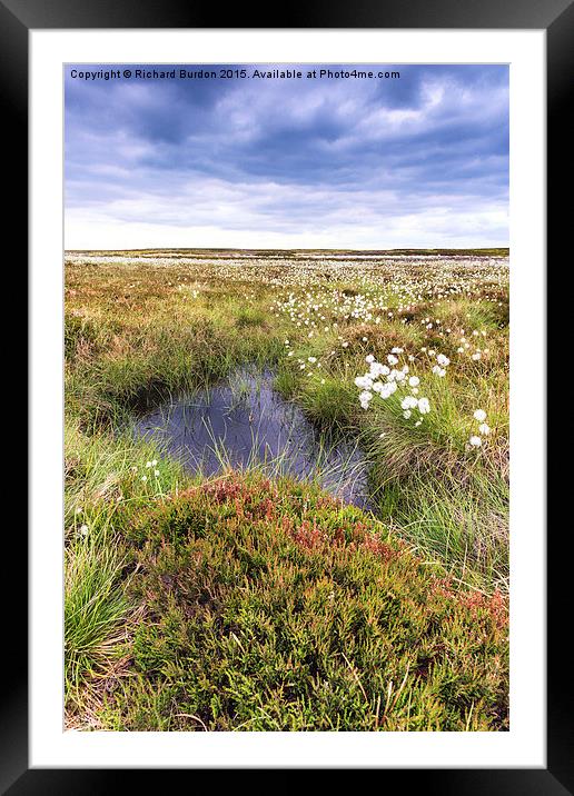  Cotton Grass On Danby Moor Framed Mounted Print by Richard Burdon