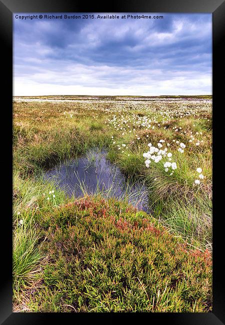  Cotton Grass On Danby Moor Framed Print by Richard Burdon