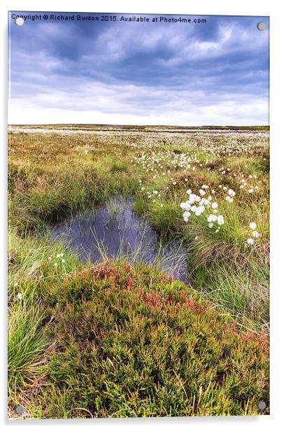  Cotton Grass On Danby Moor Acrylic by Richard Burdon