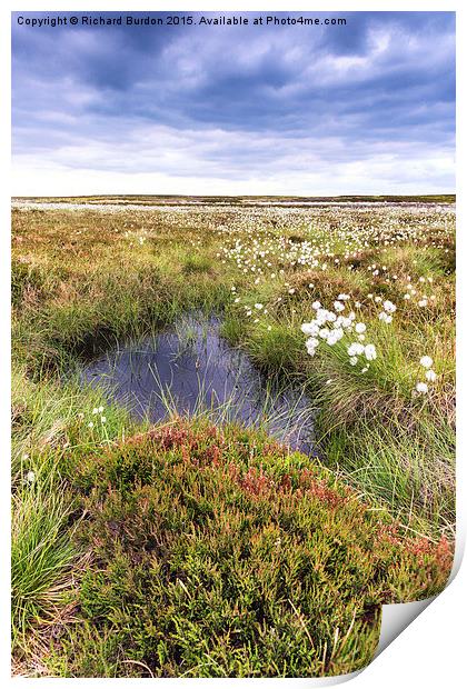  Cotton Grass On Danby Moor Print by Richard Burdon