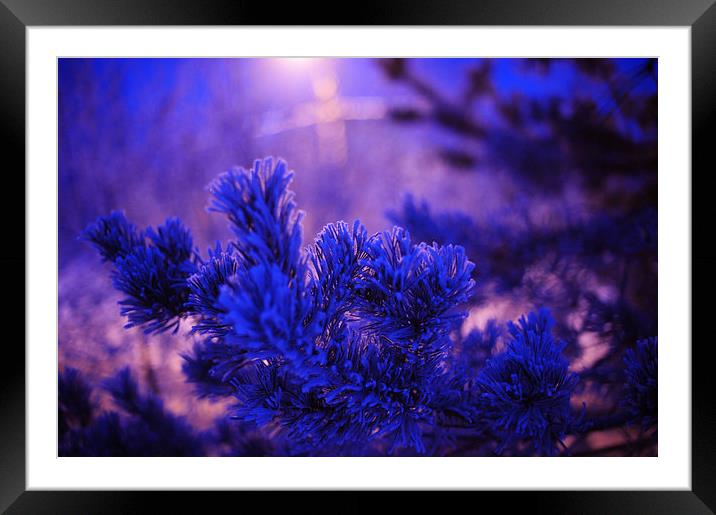  Evergreen Tree in Twilight Framed Mounted Print by Jenny Rainbow