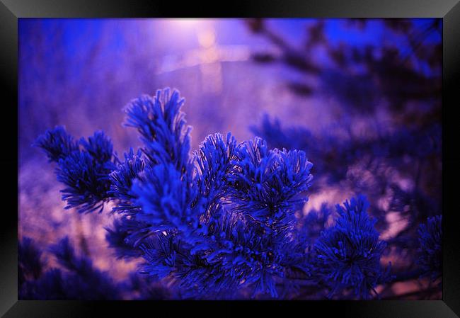  Evergreen Tree in Twilight Framed Print by Jenny Rainbow