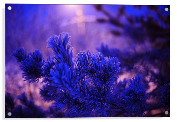  Evergreen Tree in Twilight Acrylic by Jenny Rainbow
