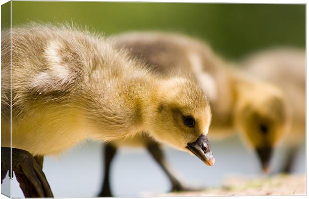 Gosling Canvas Print by Kevin Baxter