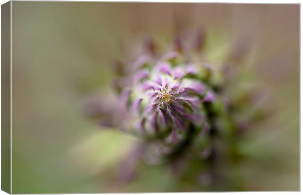 Thistle Canvas Print by Kevin Baxter