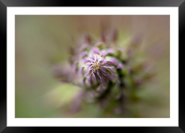 Thistle Framed Mounted Print by Kevin Baxter