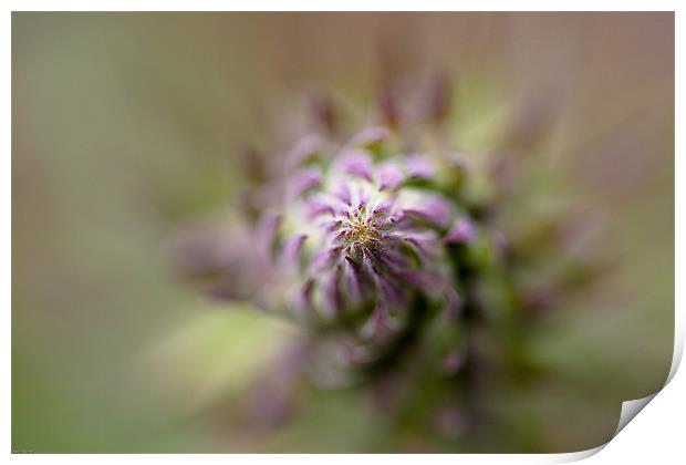 Thistle Print by Kevin Baxter