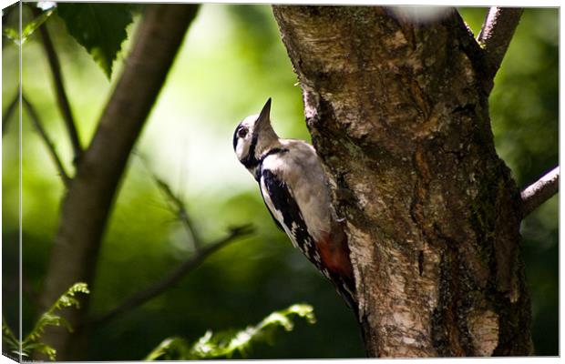 Great spotted woodpecker Canvas Print by Kevin Baxter