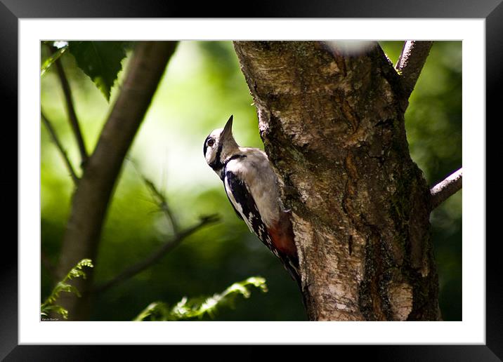 Great spotted woodpecker Framed Mounted Print by Kevin Baxter