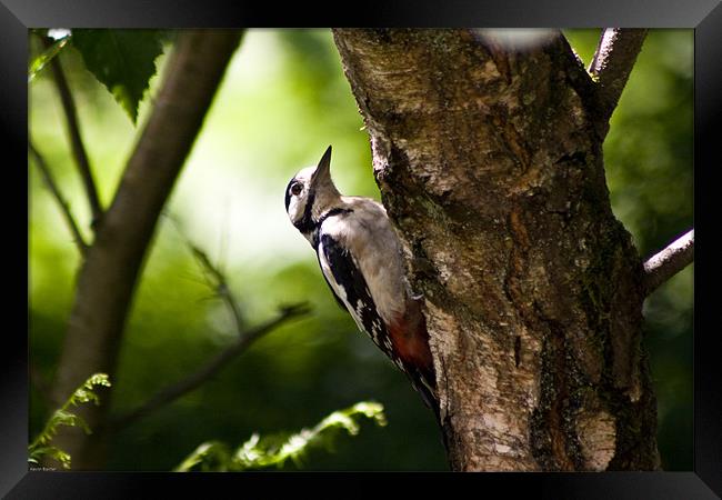 Great spotted woodpecker Framed Print by Kevin Baxter