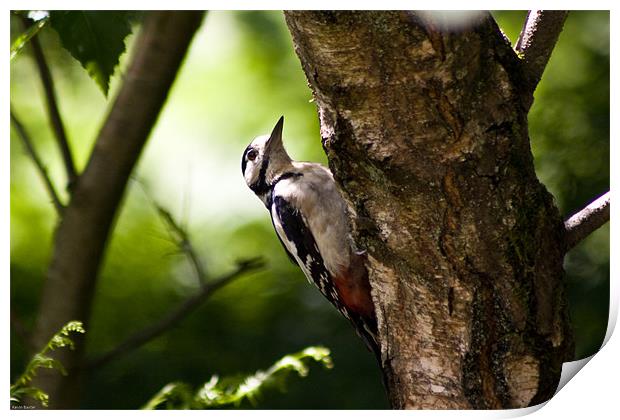 Great spotted woodpecker Print by Kevin Baxter