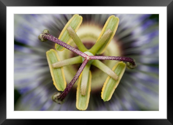 Passion flower Framed Mounted Print by Kevin Baxter
