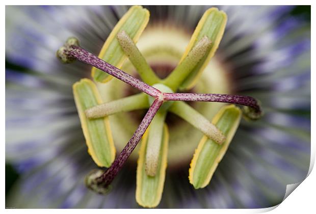 Passion flower Print by Kevin Baxter
