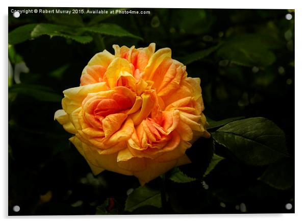  Sunburst Rose Acrylic by Robert Murray