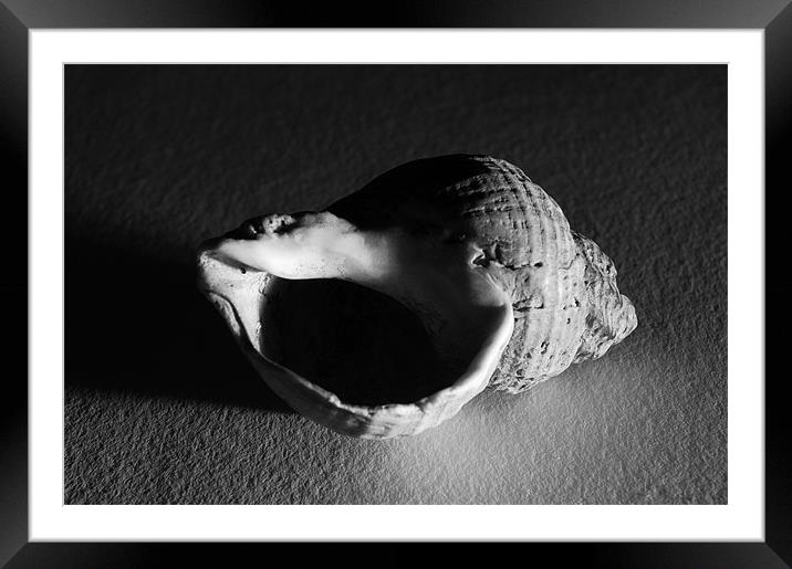 Sidelit Whelk Shell Framed Mounted Print by Iain McGillivray