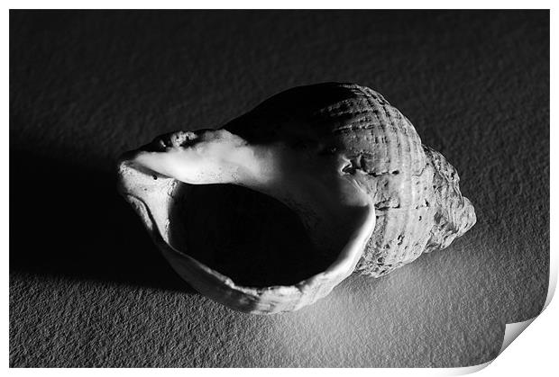 Sidelit Whelk Shell Print by Iain McGillivray