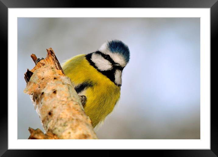  Blue Tit Framed Mounted Print by Macrae Images
