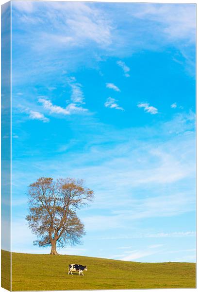  One cow and One tree Canvas Print by adam rumble