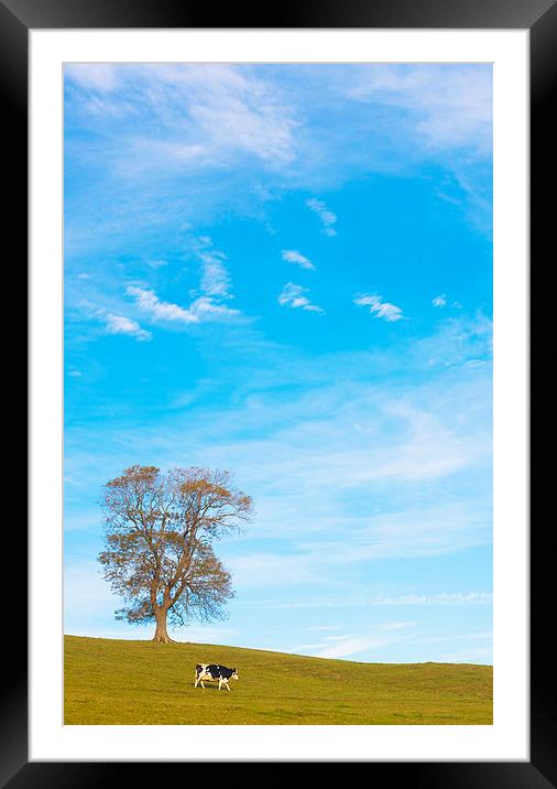 One cow and One tree Framed Mounted Print by adam rumble