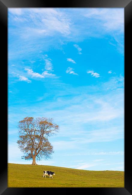  One cow and One tree Framed Print by adam rumble