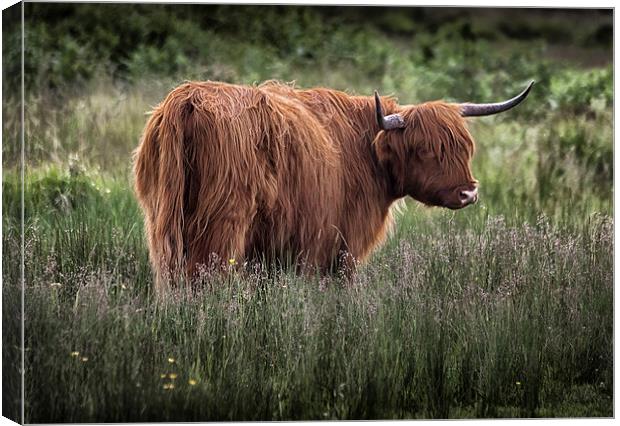  Highland long haired cattle Canvas Print by Leighton Collins