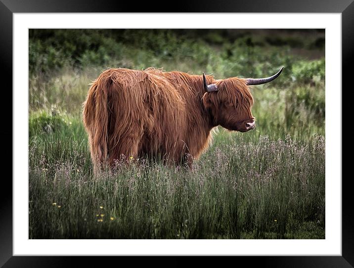  Highland long haired cattle Framed Mounted Print by Leighton Collins