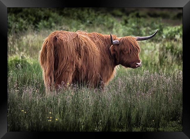  Highland long haired cattle Framed Print by Leighton Collins