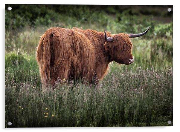 Highland long haired cattle Acrylic by Leighton Collins