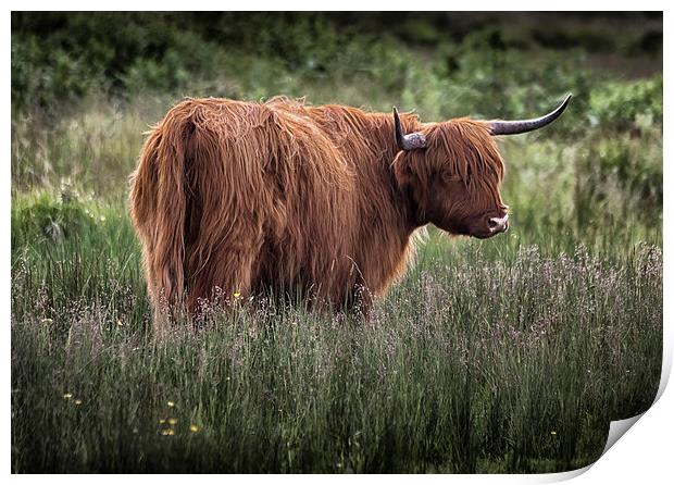  Highland long haired cattle Print by Leighton Collins