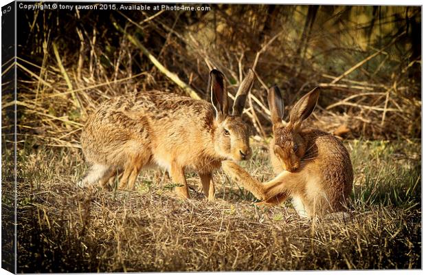  hare buddies. Canvas Print by tony rawson