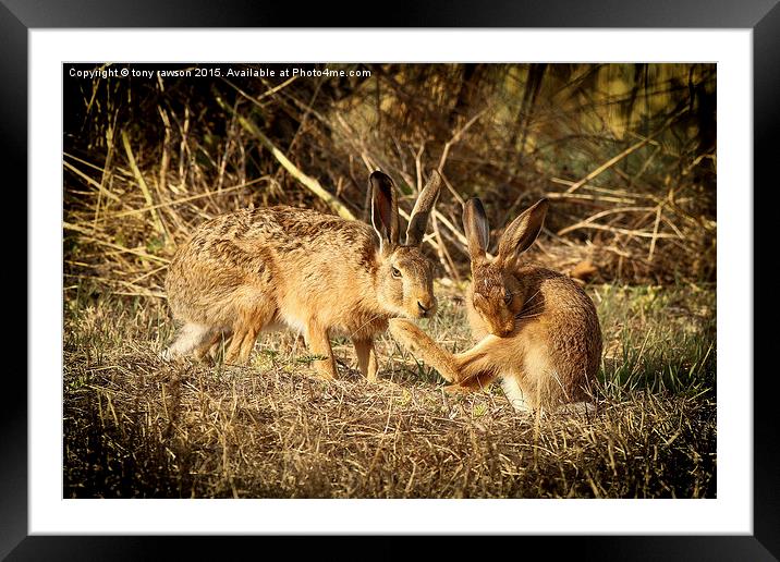  hare buddies. Framed Mounted Print by tony rawson